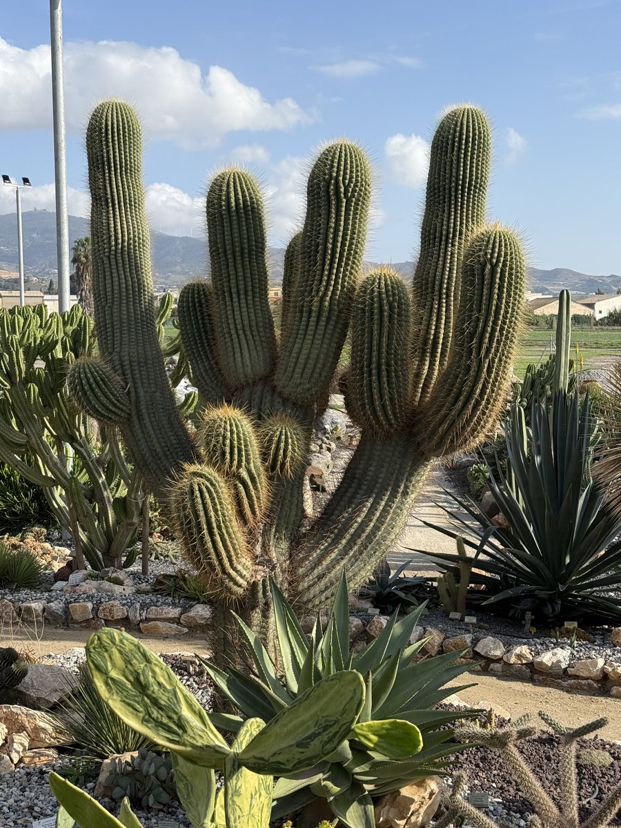 BadToxic's tweet photo. #Cactus #garden in #Motril (#ship #NorwegianPearl).
#ParqueDeLosPueblosDeAmérica #parque #JardinDeCactus #park #cactus #Kaktus #Kakteen #cactusLover #cactusPark #spiky #stachelig #KaktusGarten #Garten #cruiseShip #cruise #Kreuzfahrt #vacation #Urlaub @umiizza @CruiseNorwegian https://t.co/7Qd2gaoxSZ
