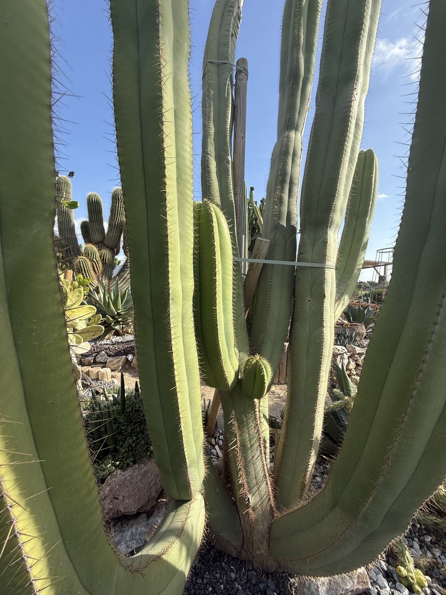 BadToxic's tweet photo. #Cactus #garden in #Motril (#ship #NorwegianPearl).
#ParqueDeLosPueblosDeAmérica #parque #JardinDeCactus #park #cactus #Kaktus #Kakteen #cactusLover #cactusPark #spiky #stachelig #KaktusGarten #Garten #cruiseShip #cruise #Kreuzfahrt #vacation #Urlaub @umiizza @CruiseNorwegian https://t.co/7Qd2gaoxSZ