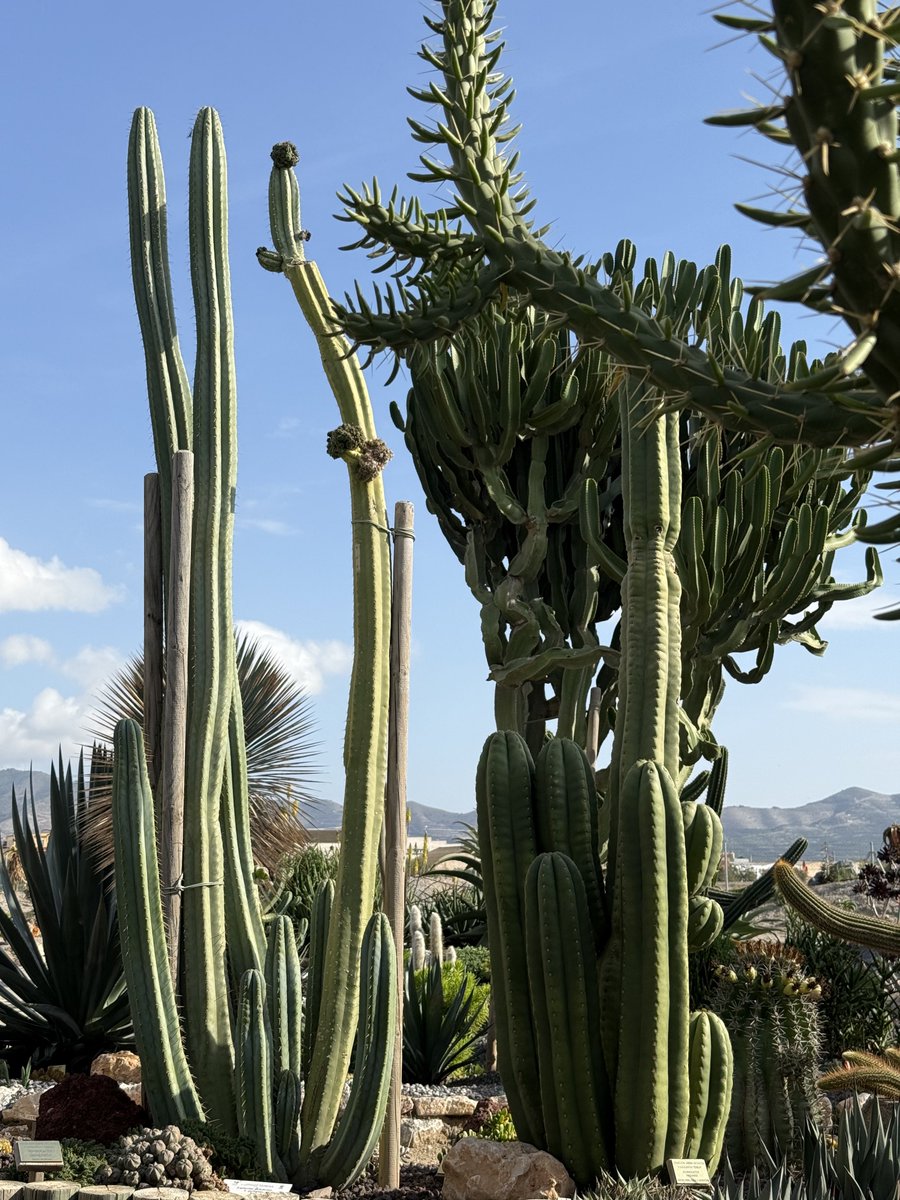 BadToxic's tweet photo. #Cactus #garden in #Motril (#ship #NorwegianPearl).
#ParqueDeLosPueblosDeAmérica #parque #JardinDeCactus #park #cactus #Kaktus #Kakteen #cactusLover #cactusPark #spiky #stachelig #KaktusGarten #Garten #cruiseShip #cruise #Kreuzfahrt #vacation #Urlaub @umiizza @CruiseNorwegian https://t.co/7Qd2gaoxSZ