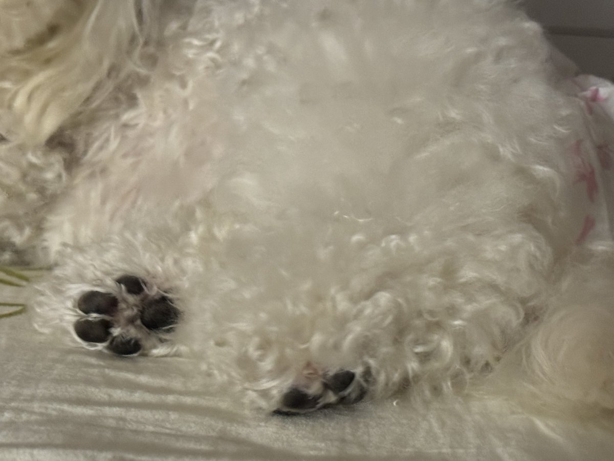 我有“恋足癖” 恋小狗的微醺臭jio