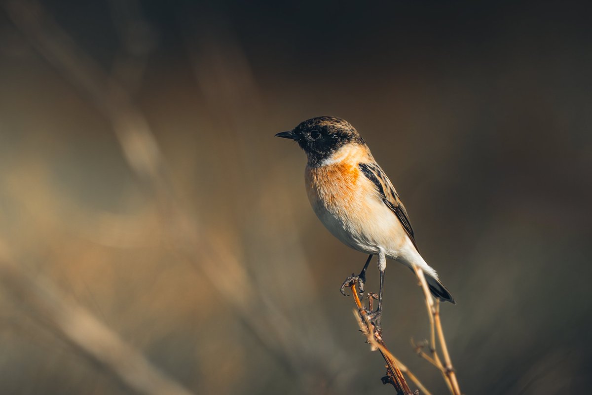 ناصر العثمان tweet media