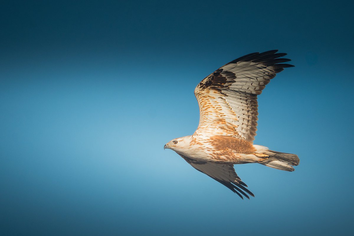 ناصر العثمان tweet media