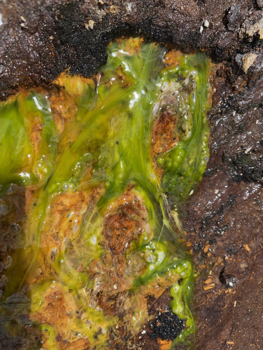 CinTyLeeEarth's tweet photo. Iron oxyhydroxide biofilms forming large scale structures in the high Andes. Formed from spring waters that passed through sulfide rich shales.  Structures look similar to travertine deposits but this spring seems to be largely carbonate free. https://t.co/DkSVZTqGCc