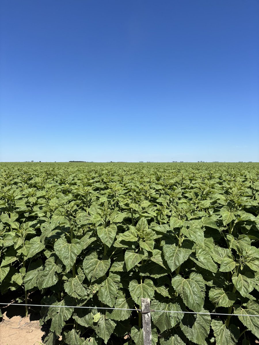 Miren que lindo vienen los girasoles <a href="/JMilei/">Javier Milei</a> <a href="/LuisCaputoAR/">totocaputo</a> El 7% se llevan ustedes sin hacer nada y nosotros no nos olvidamos que quisieron llevarse el 15%. Cumplan las promesas bajen las retenciones
