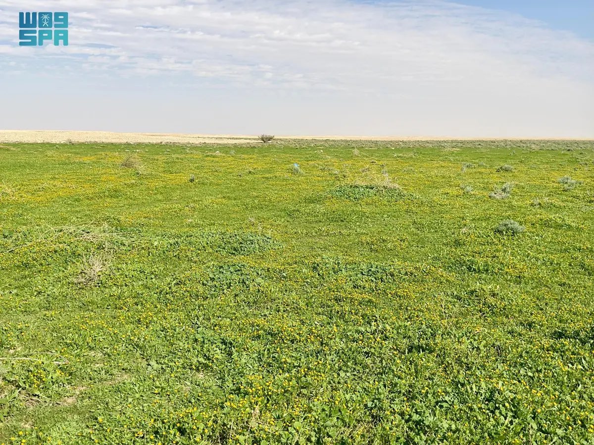 SaudiNews50's tweet image. مشاهد بديعة..

أنحاء من الحدود الشمالية تتحول إلى لوحة فنية خضراء.

-