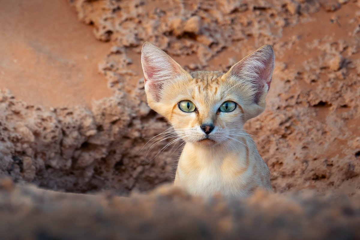 TSP جيوغرافيك tweet media