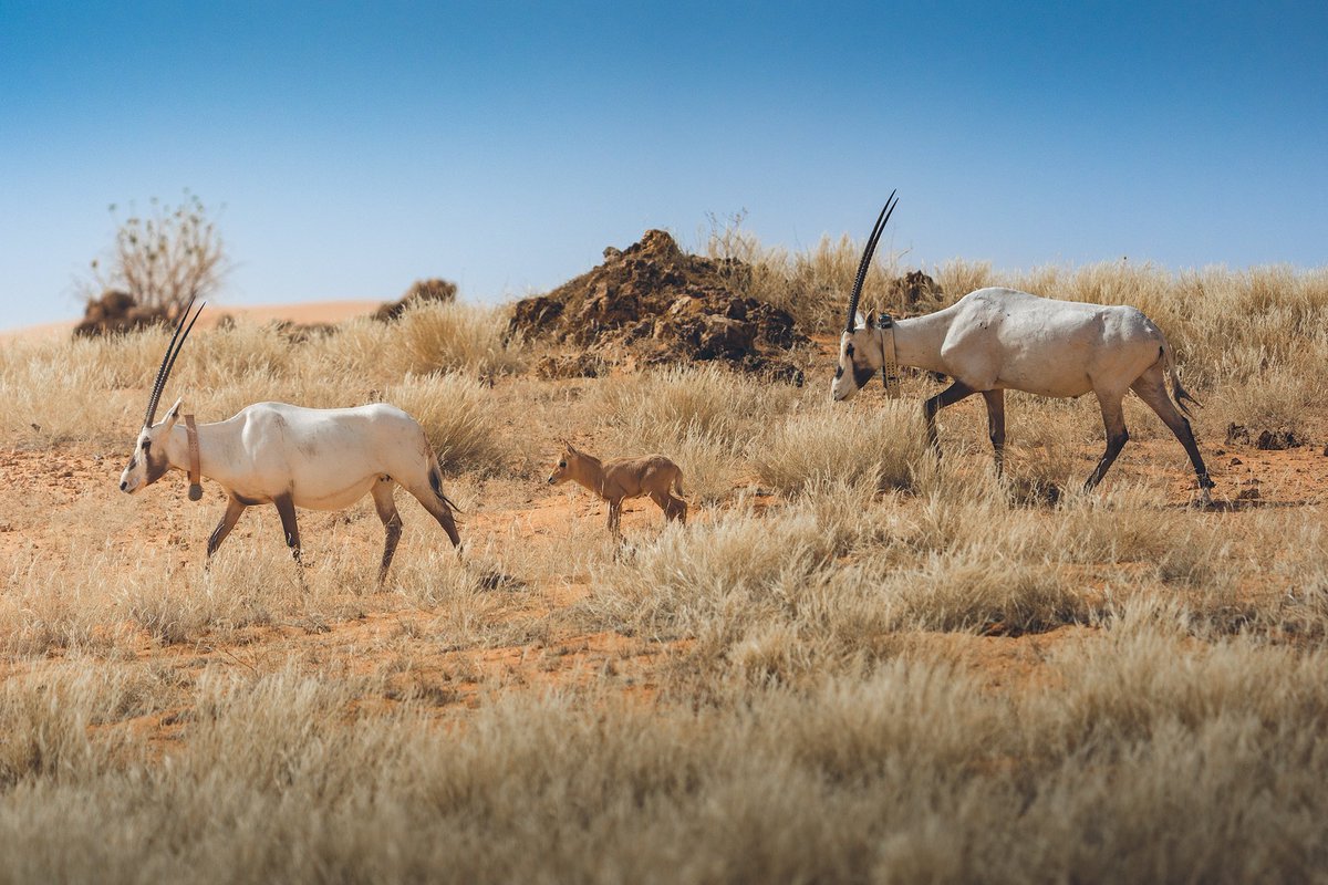 TSP جيوغرافيك tweet media