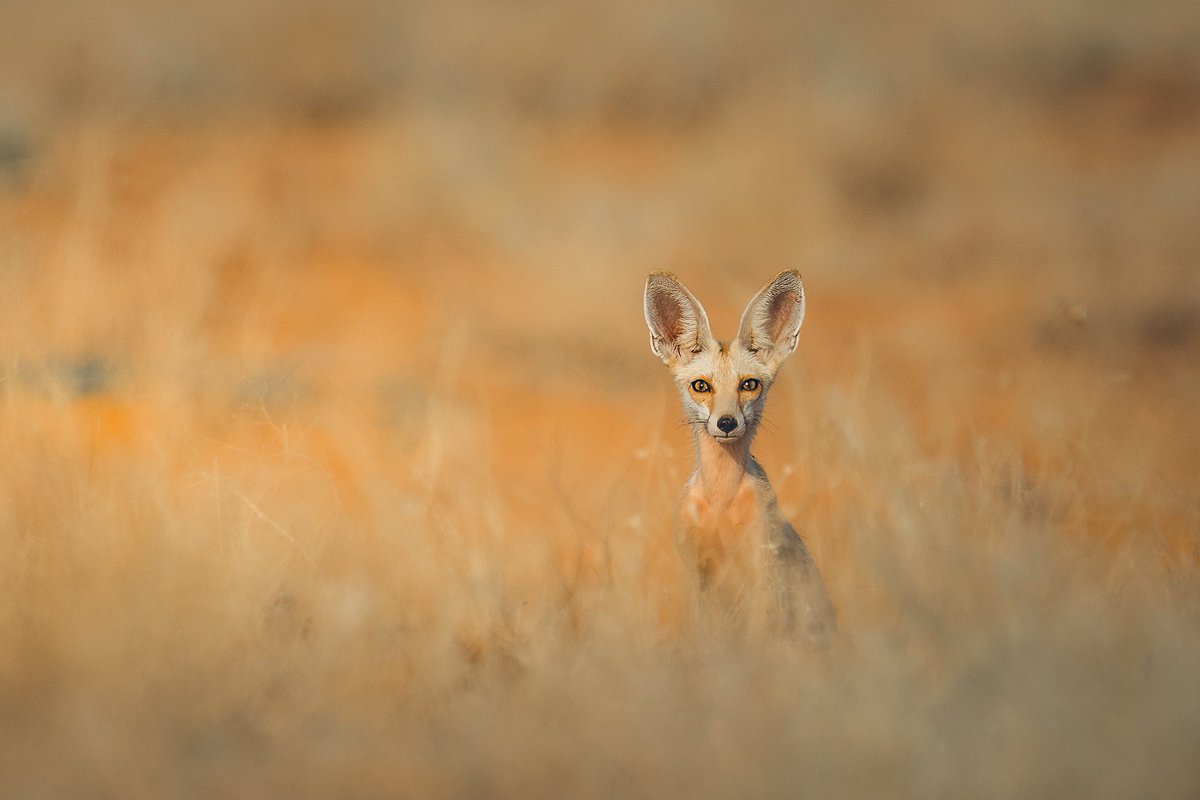 TSP جيوغرافيك tweet media