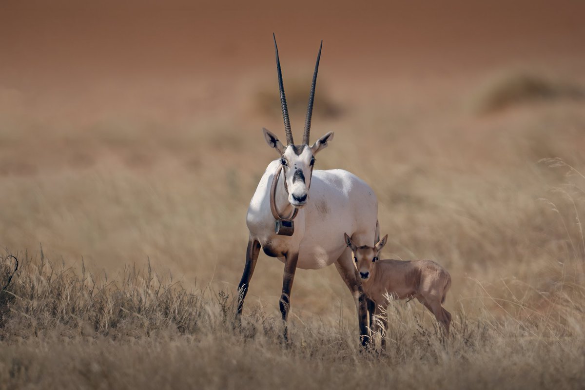 TSP جيوغرافيك tweet media