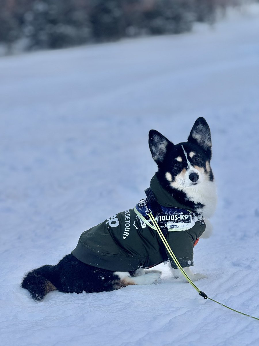 897Fuga's tweet image. 今日は久しぶりの川下公園で
異母兄弟の平蔵くんと歩いたよ🐕‍🦺

山梨では #AJC の日だったね
みんな楽しかっただろうなぁ☺️
源もまたいつか参加出来たらいいね！

#コーギー
#しっぽありコーギー
#黒コーギー