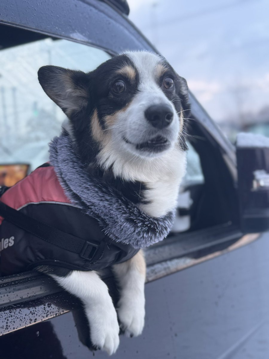 897Fuga's tweet image. 今日は久しぶりの川下公園で
異母兄弟の平蔵くんと歩いたよ🐕‍🦺

山梨では #AJC の日だったね
みんな楽しかっただろうなぁ☺️
源もまたいつか参加出来たらいいね！

#コーギー
#しっぽありコーギー
#黒コーギー