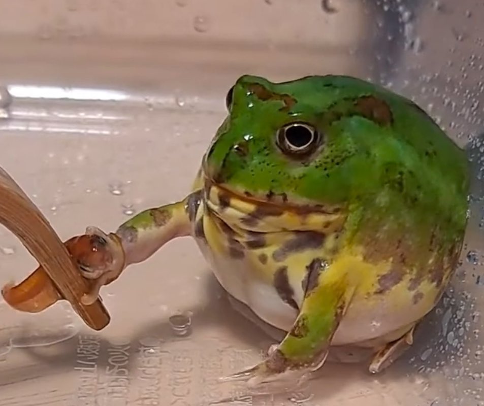KiNaCoCham's tweet photo. ＮＯ✋🐸
#チャコガエル https://t.co/6LmslSRFIJ