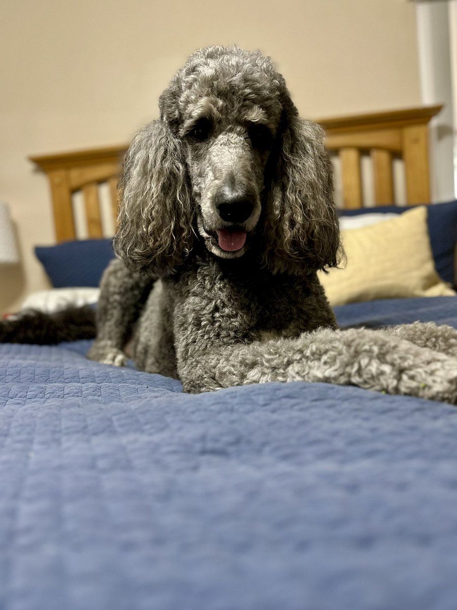 Good Morning friends🐩❤️