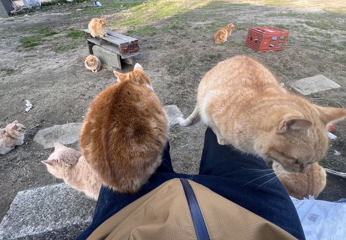 Teri_53's tweet photo. #今年行った島2024

愛媛県松山市　
忽那諸島　睦月島

東京都新島村　
伊豆諸島　新島

鹿児島県薩摩川内市　
甑島列島　下甑島

長崎県南松浦郡新上五島町　
五島列島　中通島 https://t.co/TXk2J8Jo52