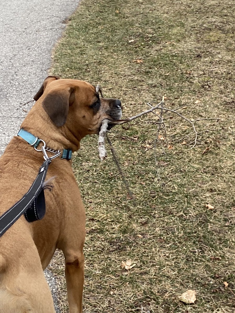 mandyyygg's tweet photo. Oh look another stick to leave on the front porch 🤷‍♀️#boxerdog #dogoftwitter #rotweiler https://t.co/l5CEED4yfg