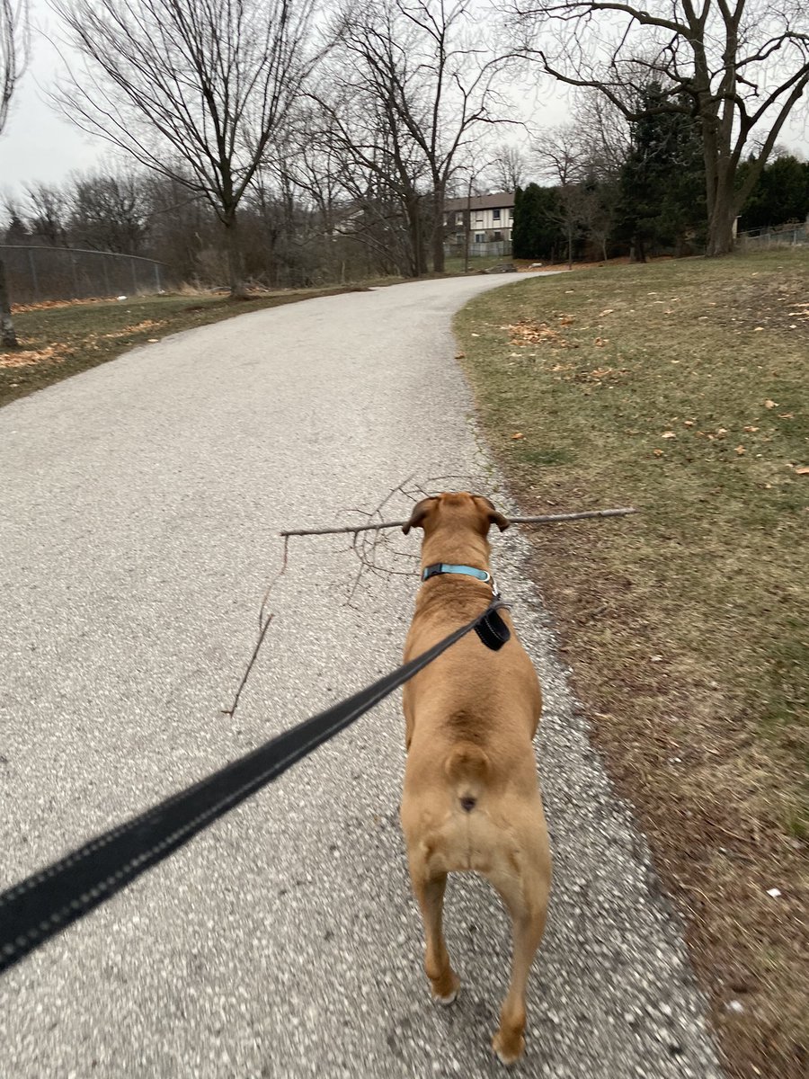 mandyyygg's tweet photo. Oh look another stick to leave on the front porch 🤷‍♀️#boxerdog #dogoftwitter #rotweiler https://t.co/l5CEED4yfg