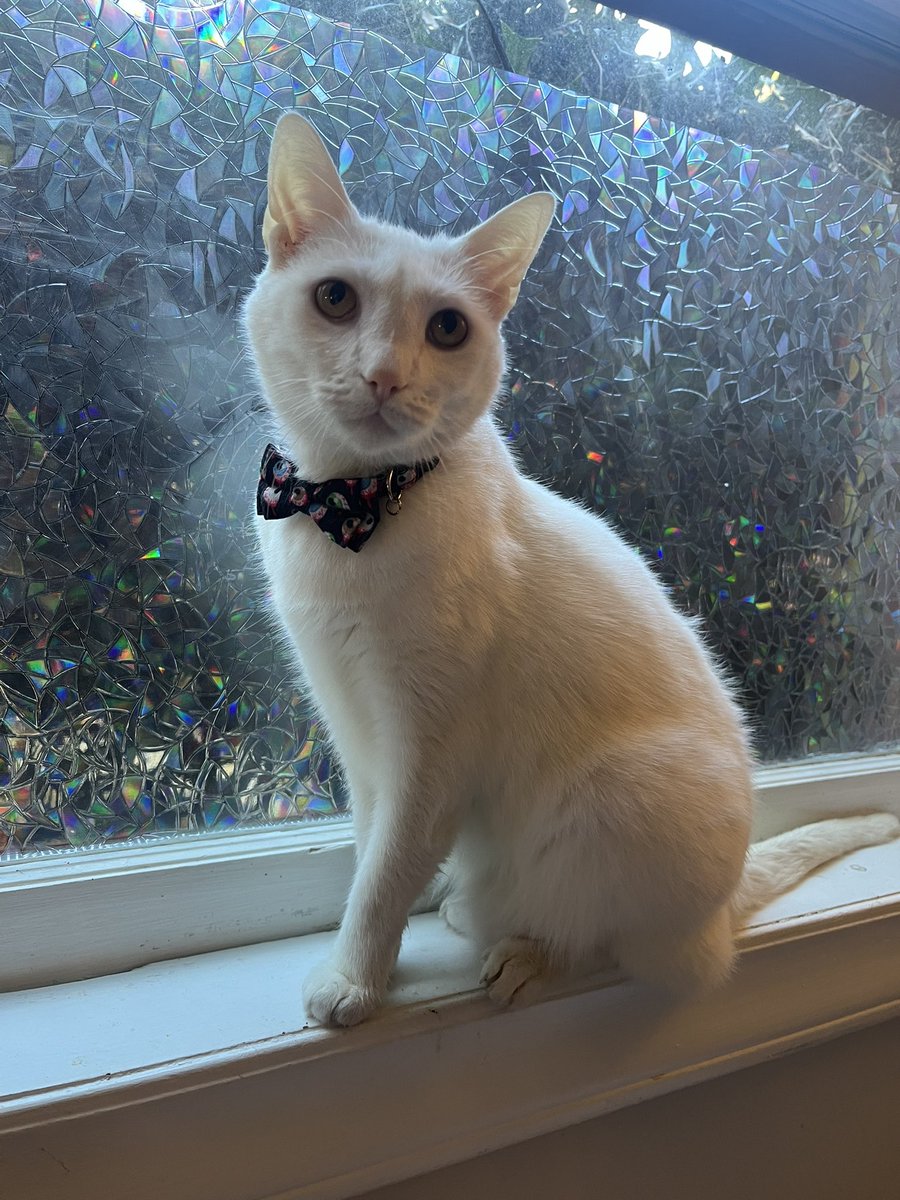 Paul Blart tweet media