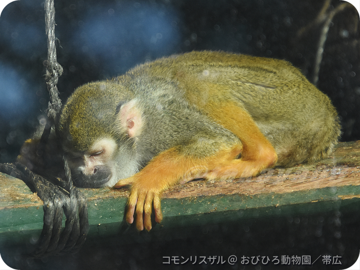 takaya03's tweet photo. 今日も1日お疲れ様🍀
12/14【土】#コモンリスザル|撮影:おびひろ動物園/#帯広 #obihirozoo #CommonSquirrelMonkey https://t.co/RAJvyXjxnC