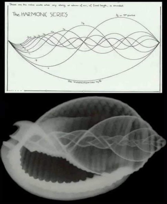 Graph of the first nine harmonics and an x-ray of a conch shell's inner structure