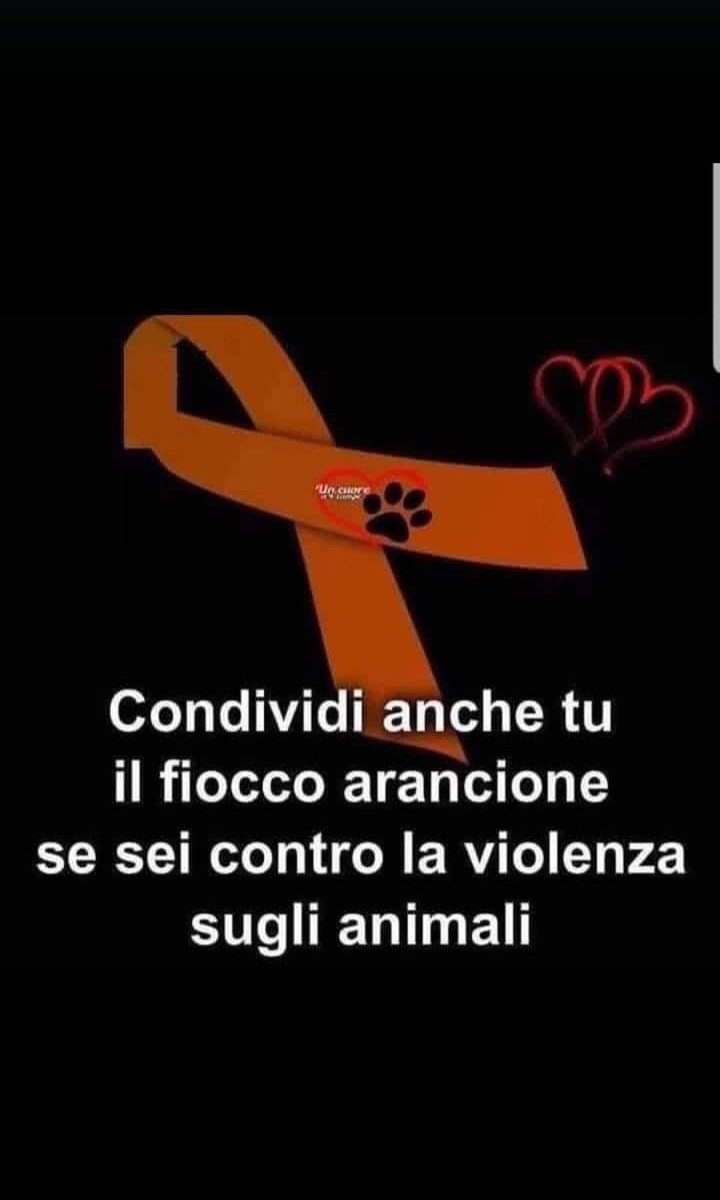 zampa_qua's tweet photo. BASTA MALTRATTAMENTI SUGLI ANIMALI ‼️‼️‼️‼️ #animali 🙏🙏🙏🙏🐾 https://t.co/mObQqySXmx