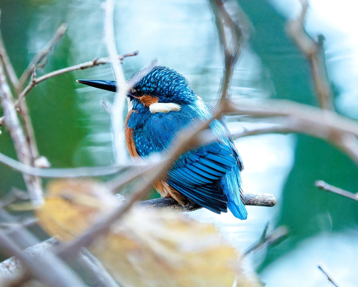 Tweet media one