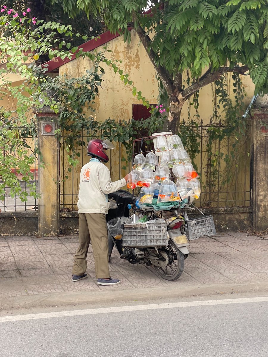than_hoang's tweet photo. It has been a long time to be back with Twitter …..

Here are some funny photos about flexible ways to carry stuff in Vietnam by motorbikes and bicycles https://t.co/KyUrxuy0MG