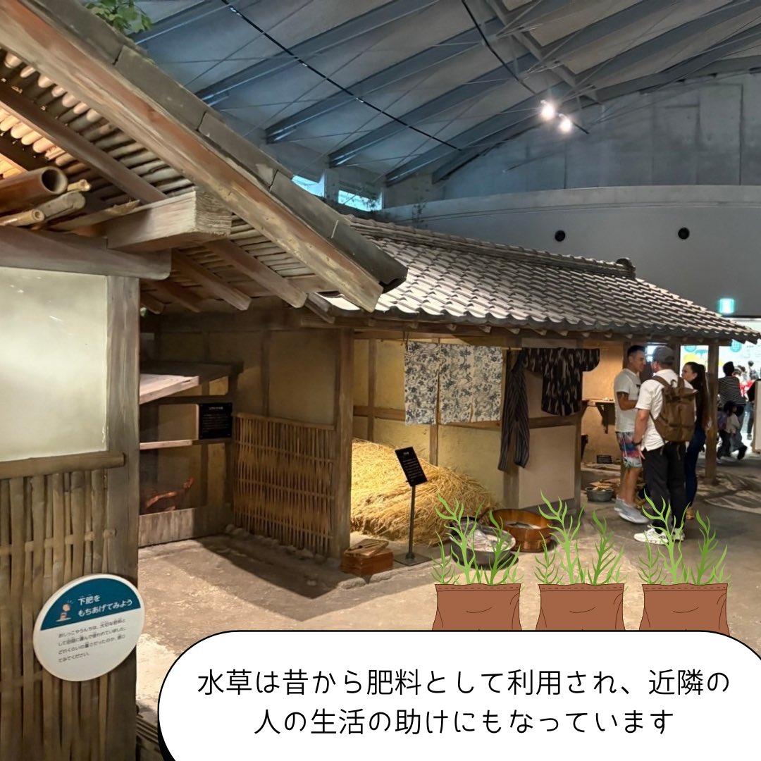 protect_23's tweet photo. 2024年11月10日
琵琶湖南部

琵琶湖博物館及び湖岸で発生している水草について学びました🌿

大量に増加している水草はヘドロ化し、異臭問題を引き起こすようです
そして、水草を食べてくれるコハクチョウは現在採餌地周辺のヨシの人工化により減少しているようです🦢

#水草 #コハクチョウ #琵琶湖 https://t.co/8B2juL0o6i