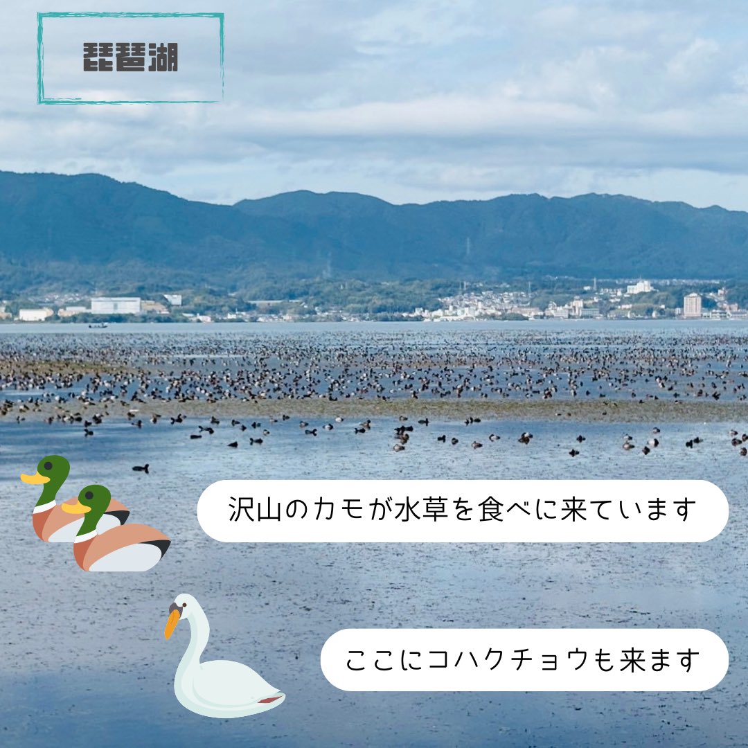 protect_23's tweet photo. 2024年11月10日
琵琶湖南部

琵琶湖博物館及び湖岸で発生している水草について学びました🌿

大量に増加している水草はヘドロ化し、異臭問題を引き起こすようです
そして、水草を食べてくれるコハクチョウは現在採餌地周辺のヨシの人工化により減少しているようです🦢

#水草 #コハクチョウ #琵琶湖 https://t.co/8B2juL0o6i