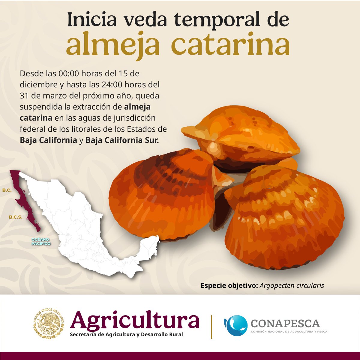 Conapesca's tweet photo. Inicia veda temporal de almeja catarina.

#Vedas https://t.co/lC8hUZodmp