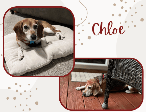Adoptable Beagle of the Day CHLOE tribeagles.org/product/chloe-…