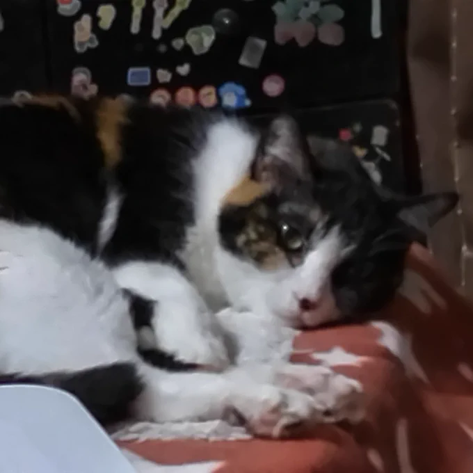 遅くなりましたが今日のチャマと次郎吉とお萩ちゃんです      遅くなってしまいました猫炬燵で寝るチャマケージに入ってみる次郎吉ウトウトするお萩ちゃん猫ケージあまりに無駄に出しっぱなしなので、そろそろたたんでしまおうと思ってます( ゜Д゜)#猫のいる暮らし 