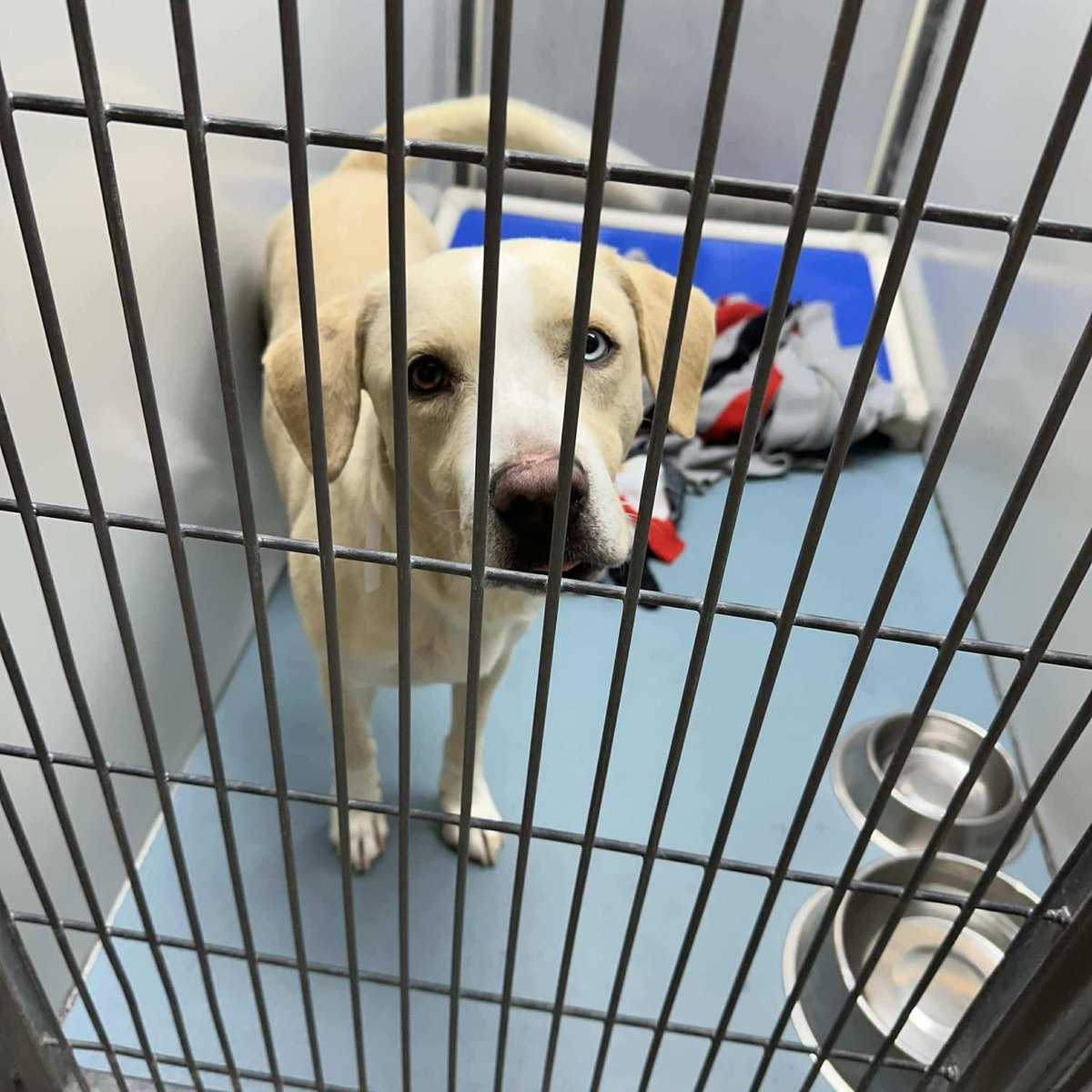 MilosVlog32's tweet photo. @tedcruz Milo 2 years old Euthanized for space Barc Houston. THEY ARE KILLING DOGS IN TEXAS&amp; They are American. 3 million stray dogs all dumped by Texans. 2026. It’s coming.y suggestion meet with the animal rescuers. They are mobilizing and have a candidate. 😘 https://t.co/gNICYc5Lvk