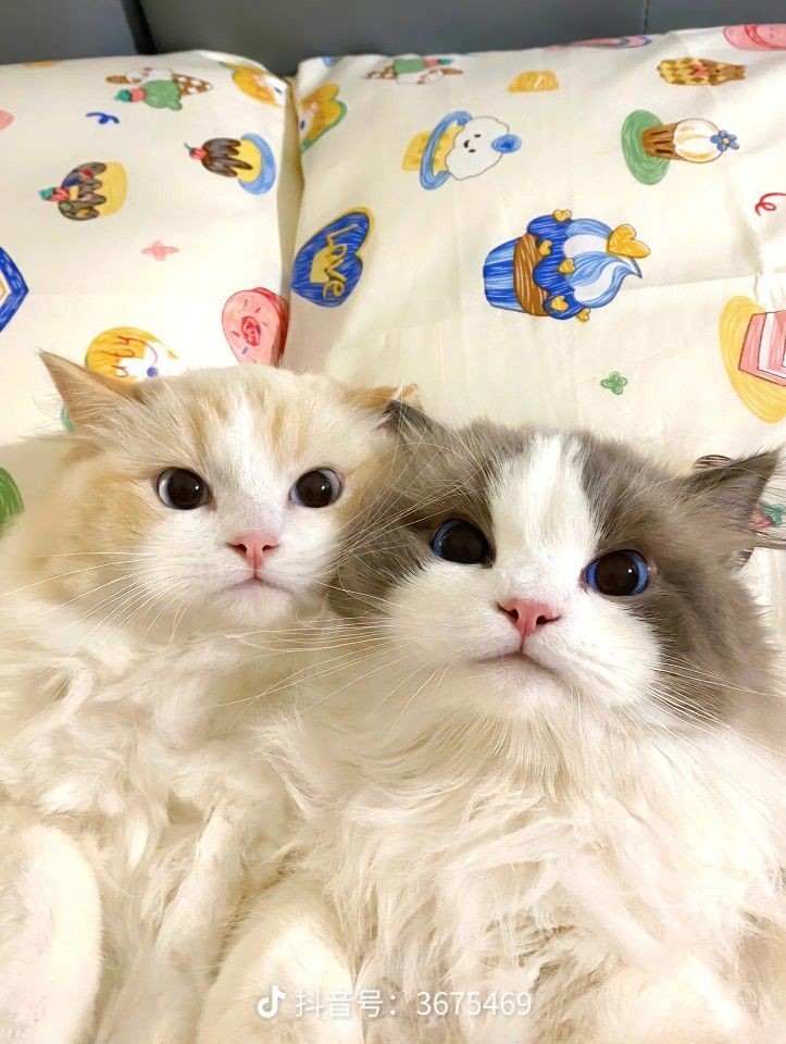 cutemycatmemory's tweet image. ✳︎ 🎀 One day it will be our day  🤍୧‧⁺