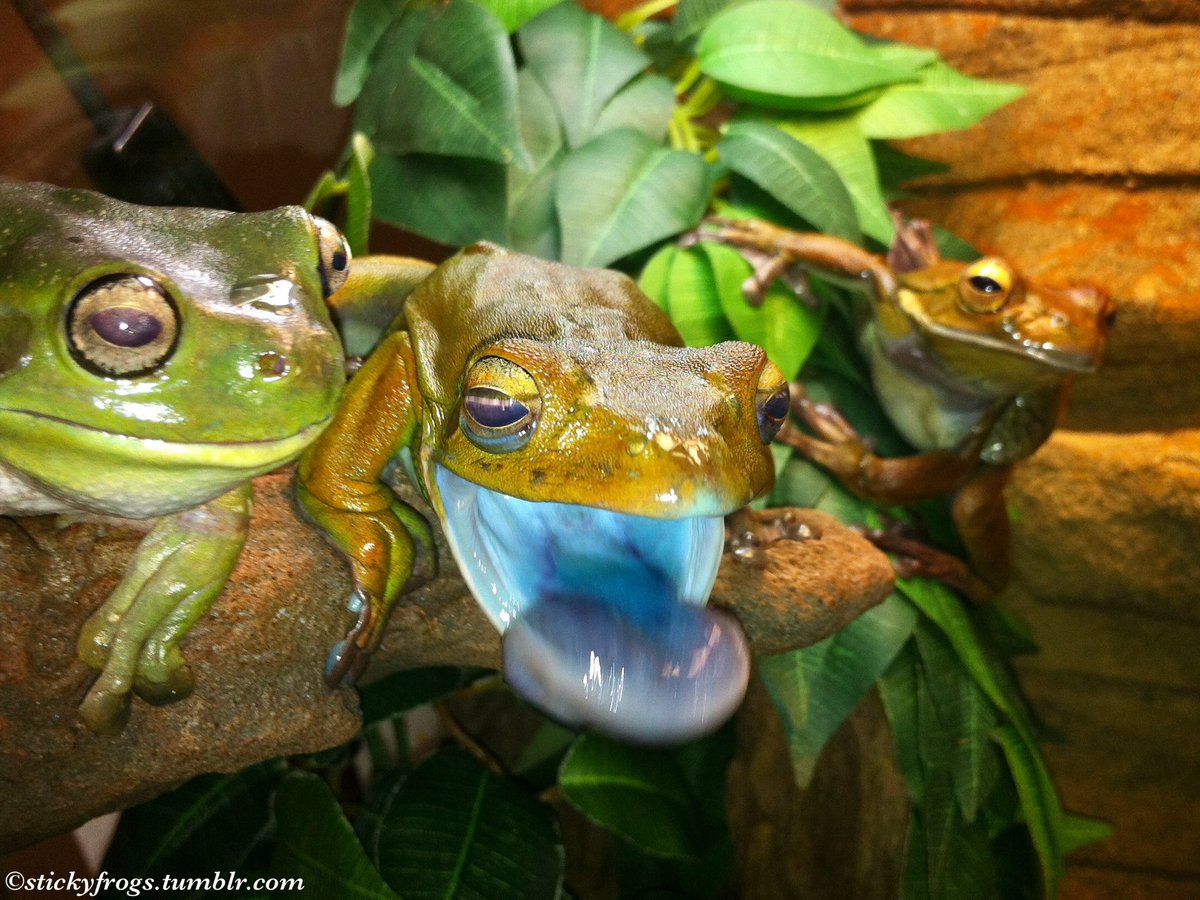 stickyfrogs's tweet photo. It is Dinner Night and there has been Much BLAAAAARRRGGHH!! https://t.co/76jHqtbHdj