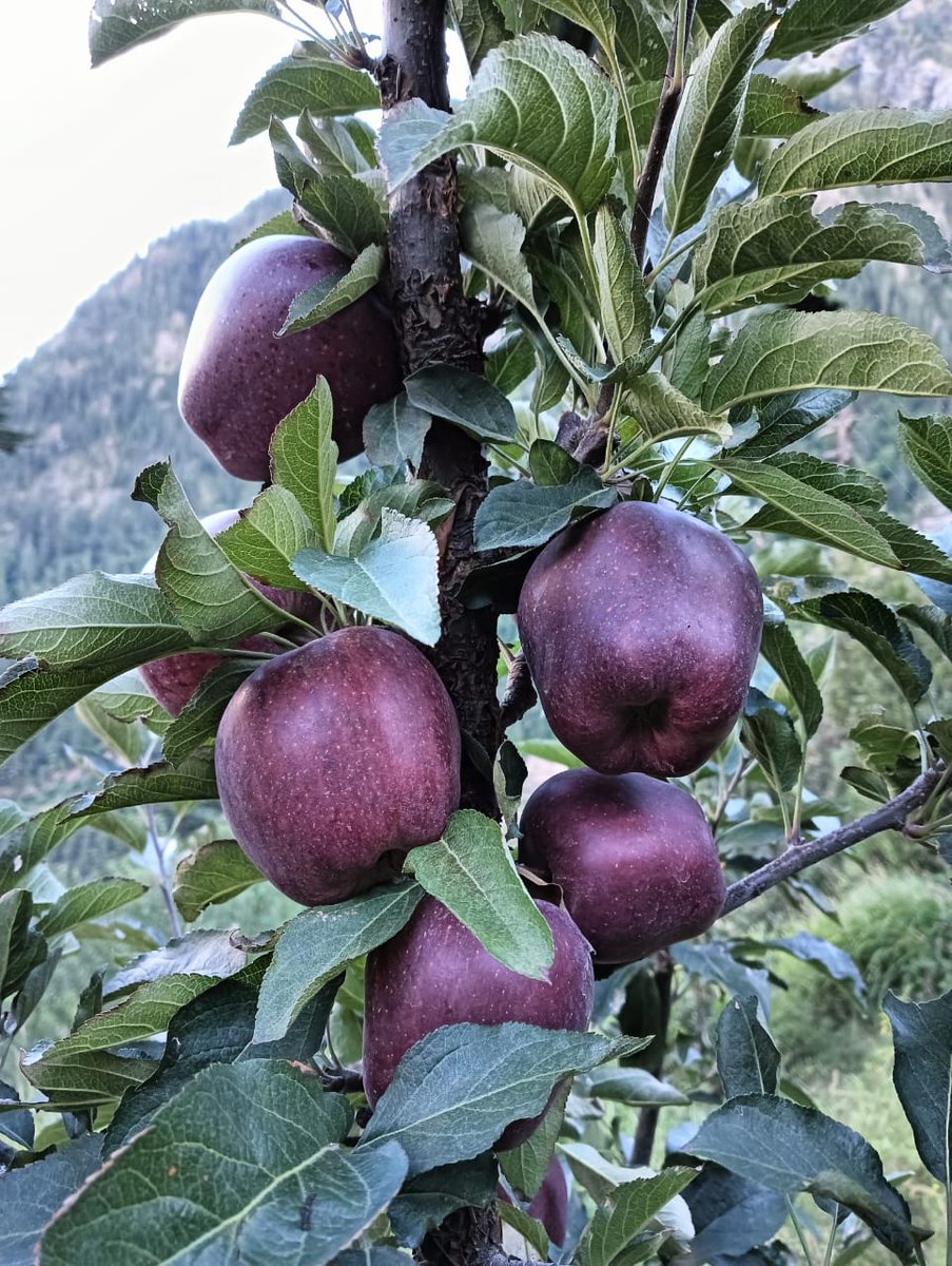 Aditya k Negi Shakya (@adityaknegi1) on Twitter photo 