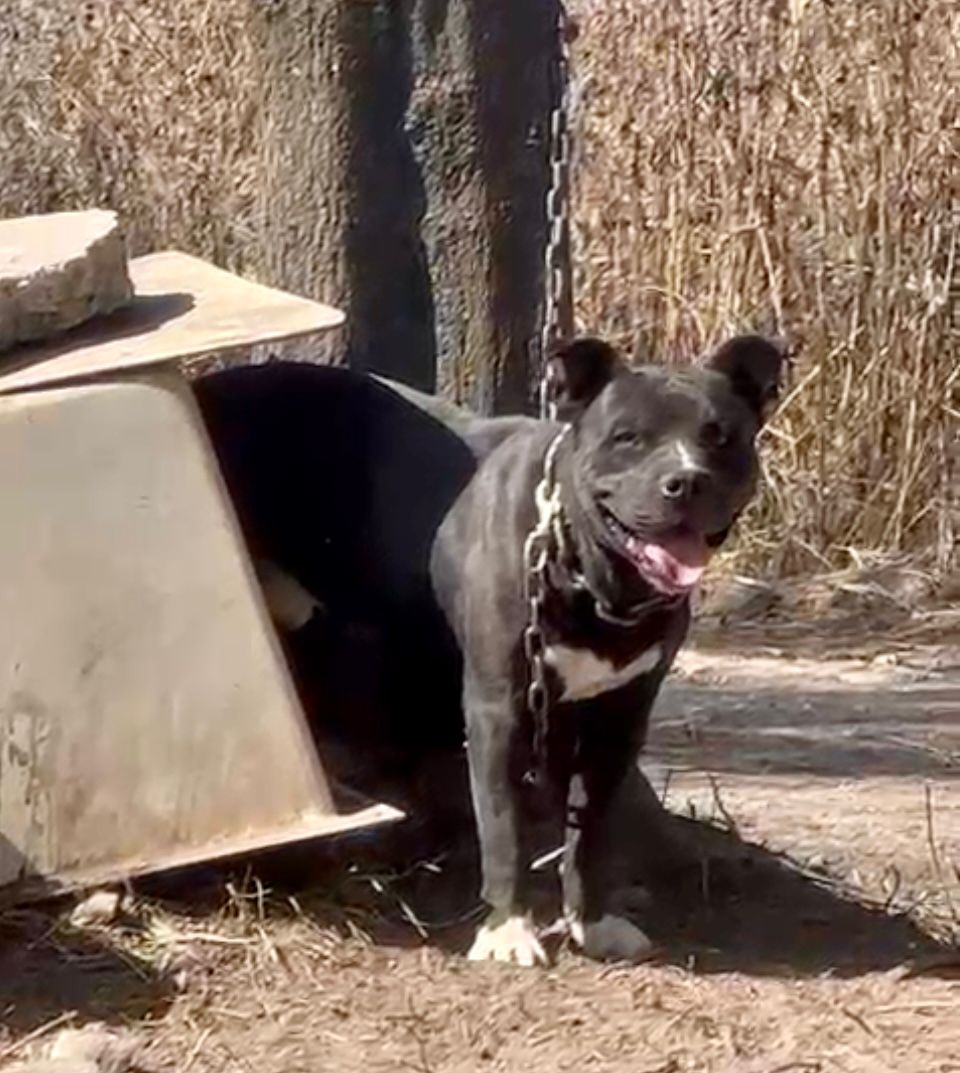 velazquez_er's tweet photo. @Pedro_RVillegas tu apoyo para ayudar a un par de perritos encadenados en predio ubicado en San Miguel Xochimanga CP 52927. En los límites entre @GobAtizapan y @Gob_Tlalne Lomas Boulevares no tienen agua, no tienen comida. Adjunto evidencia. https://t.co/0jK14rtfsn