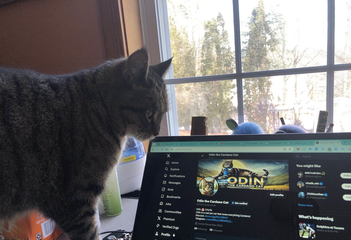 OdinCardanoCat's tweet photo. Odin always wants to get involved with crypto!
#Cardano #memecoin https://t.co/Bv7btM1QNd
