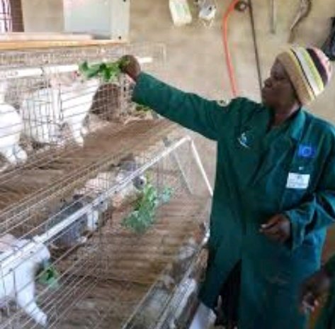 Ammantiax's tweet photo. Rabbits can recognize individual human voices. Over time, they associate specific sounds and tones with feeding or handling. Their ability to identify humans showcases the emotional intelligence of rabbits. Speak to them, and theyโll listen๐ฃ๏ธ๐ #AgriHopper #RabbitBonding https://t.co/idCeKNLQIZ