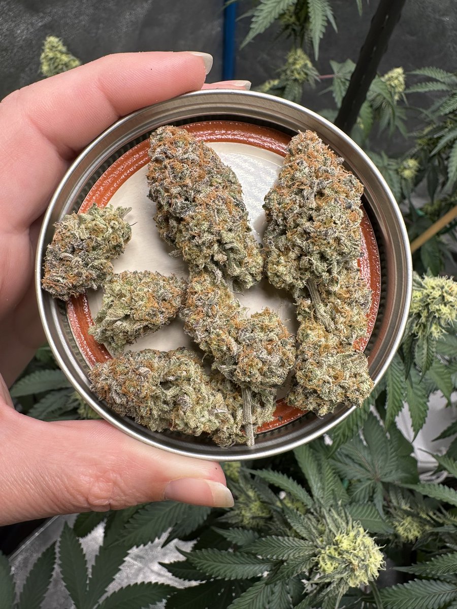 HighlyGanjanous's tweet photo. Mark MacGuire (Mac x Mendo Breath)
Grown in organic #wateronly soil on 11/13 light cycle 🥵 https://t.co/aUULPRrwmG