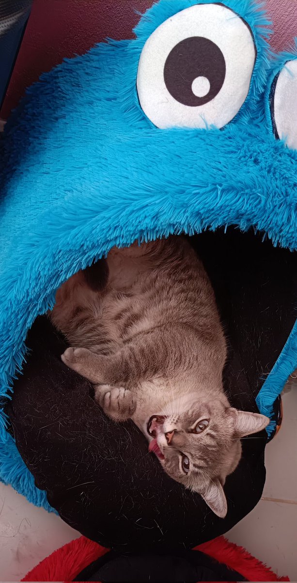 _IsabelPS's tweet photo. @twaniimals Mi lindo y huraño Orión 😻 https://t.co/VxJgaszlFc