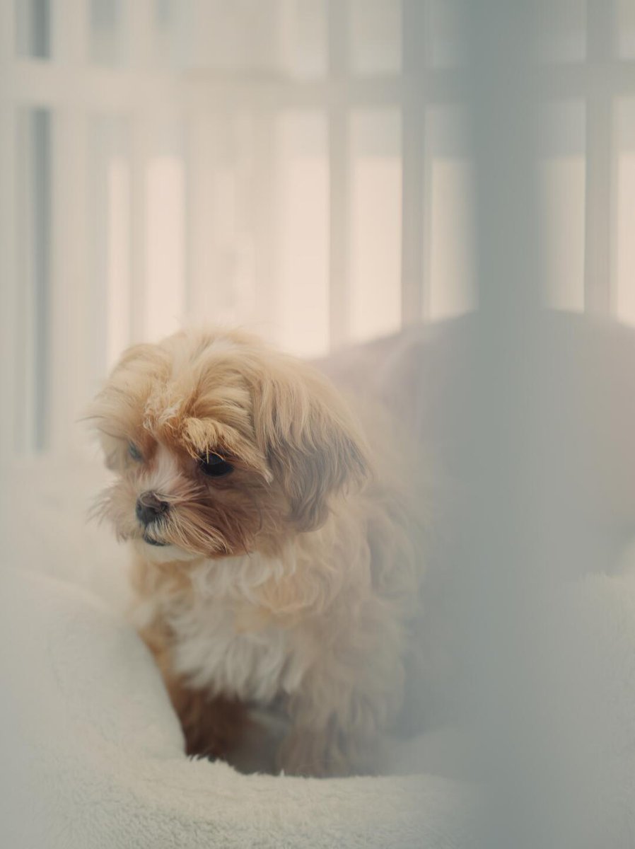 L___theused's tweet photo. This dog is so cute!!! [Wow R]
Because it is too small
I can only keep it in a fence for safety reasons
It looks at me innocently every day
It makes me feel guilty
#SmallDog #DogOnPillow #CutePets #PetPhotography #doglovers https://t.co/WUZkHpPk6L