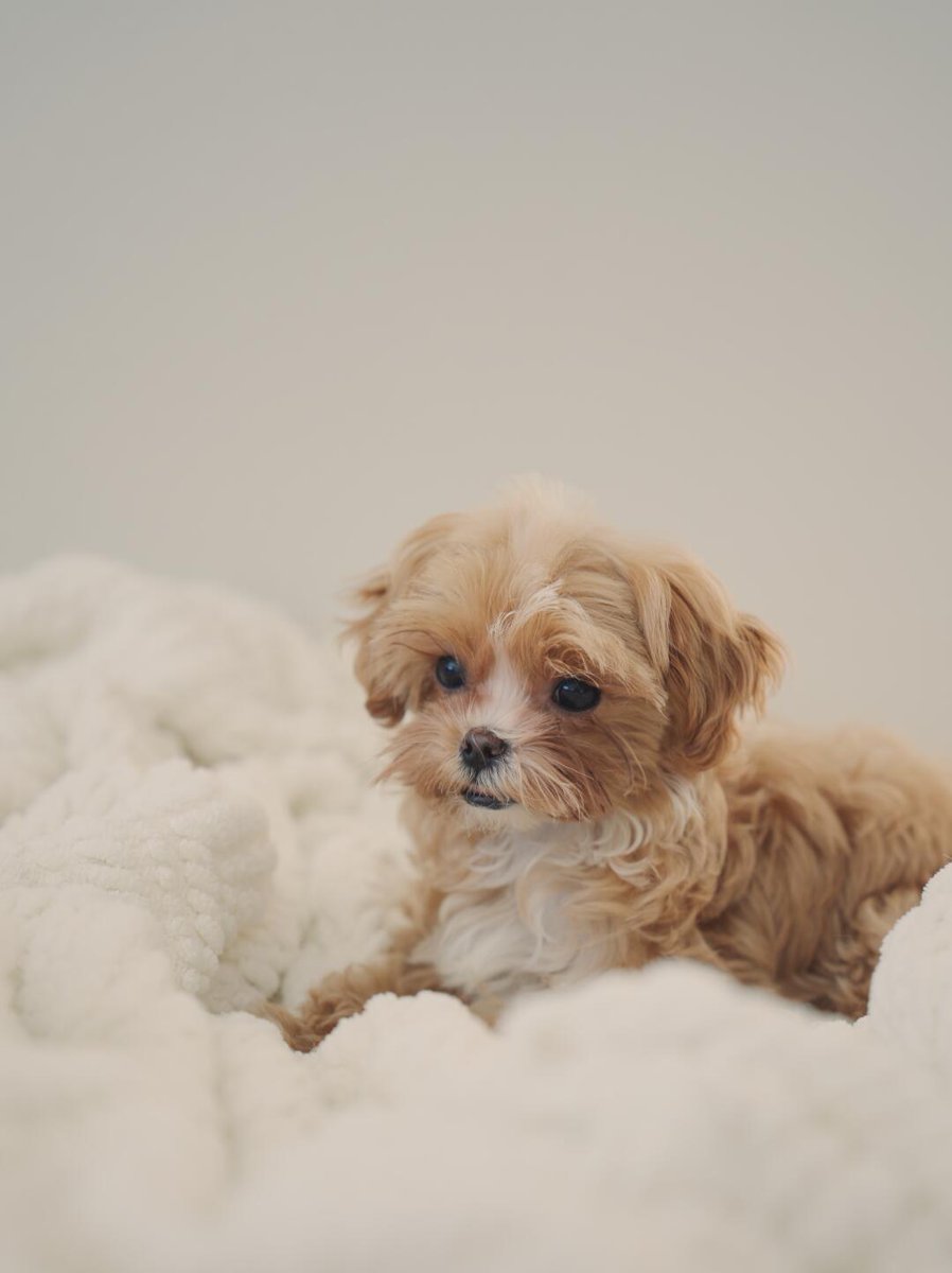 L___theused's tweet photo. This dog is so cute!!! [Wow R]
Because it is too small
I can only keep it in a fence for safety reasons
It looks at me innocently every day
It makes me feel guilty
#SmallDog #DogOnPillow #CutePets #PetPhotography #doglovers https://t.co/WUZkHpPk6L