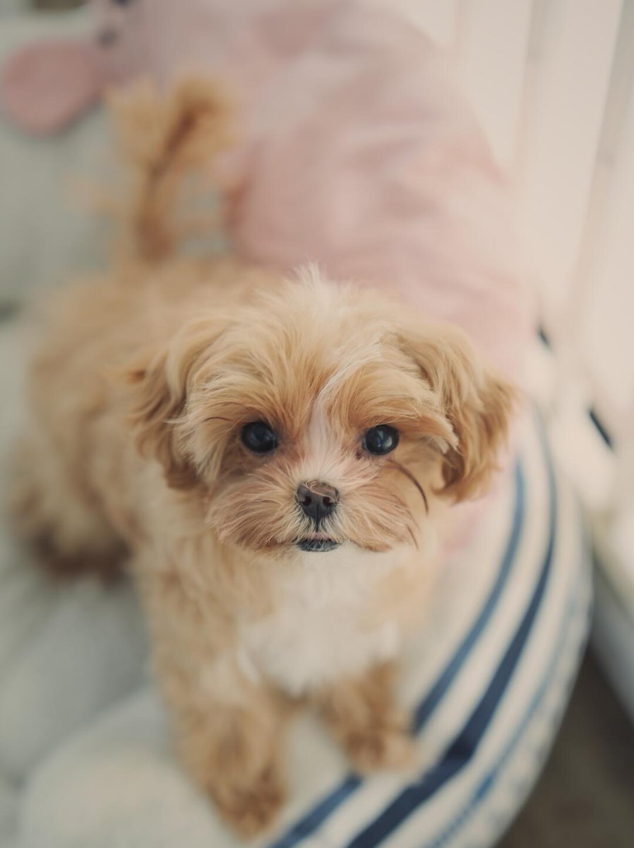 L___theused's tweet photo. This dog is so cute!!! [Wow R]
Because it is too small
I can only keep it in a fence for safety reasons
It looks at me innocently every day
It makes me feel guilty
#SmallDog #DogOnPillow #CutePets #PetPhotography #doglovers https://t.co/WUZkHpPk6L