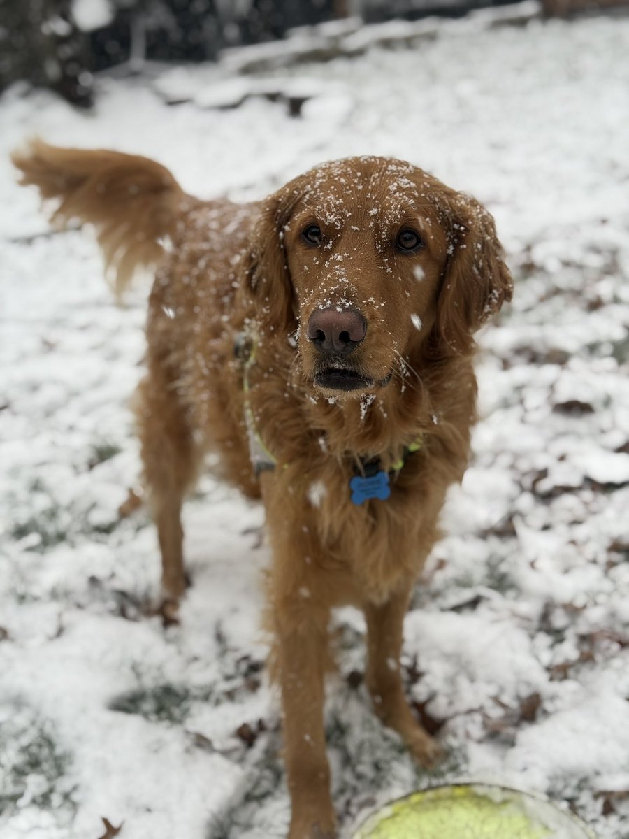 EricBasner's tweet image. Howie loves the snow #dogsofwinter