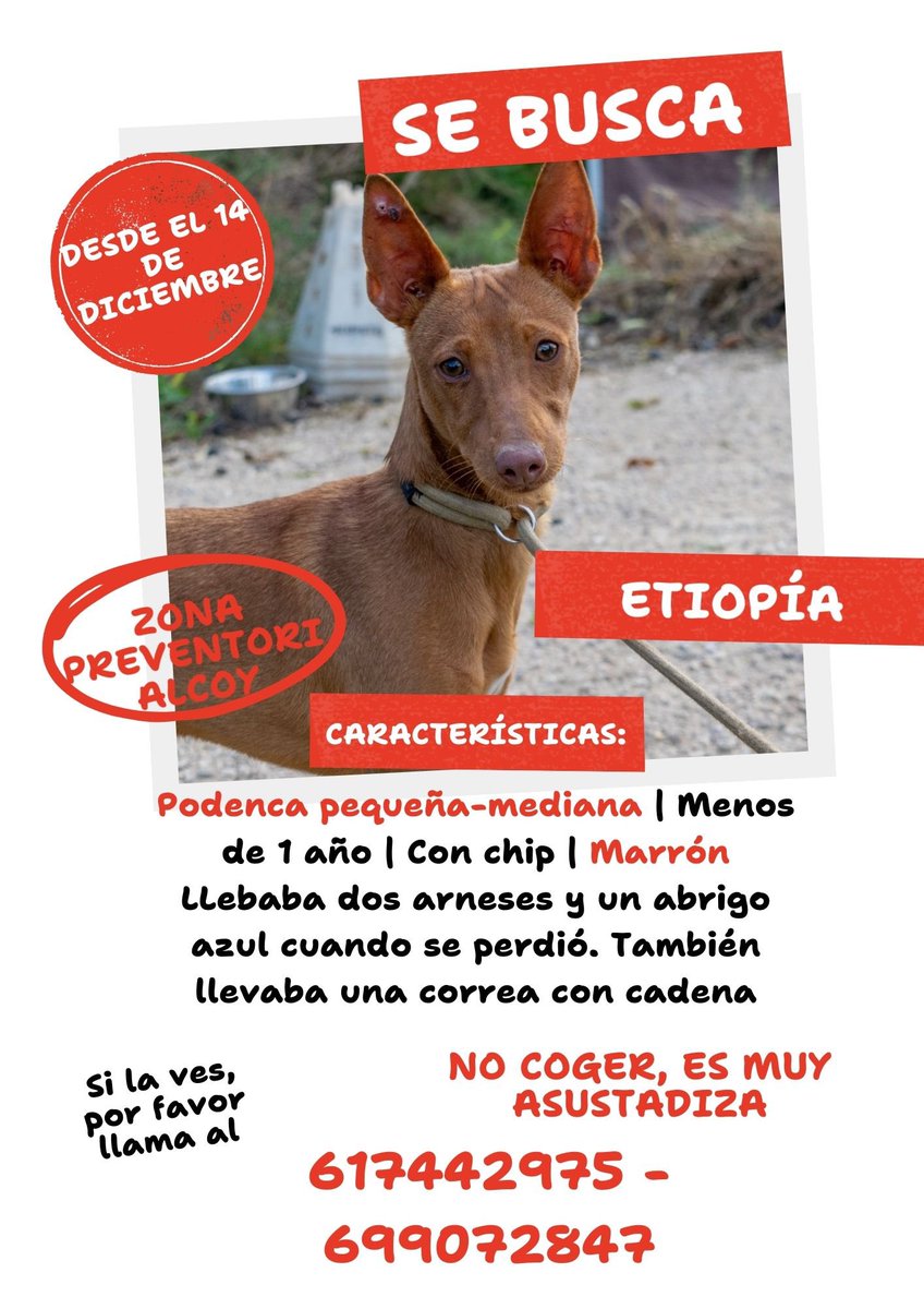 DelarNoa's tweet photo. Hola! Treballe en una protectora i una gosseta que acabaen d’adoptar s’ha perdut per Alcoy. Si sabeu algo podeu difundir ho agraïriem molt, tota ajuda es bona. Gràcies🙏🏽 https://t.co/lW1CgN8sgp