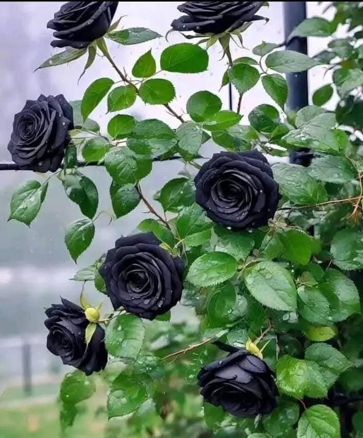 earth beauty tweet media
