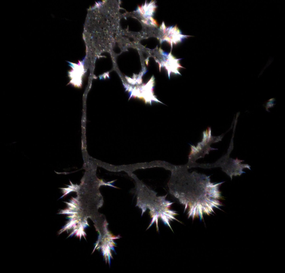 Today, I'll be presenting my work exploring how the actin binding proteins and E3 ubiquitin ligases regulate neuronal morphogenesis at #CellBio2024!. I'll be at board 40 and giving a teaser talk at 10:45 in Room 33B. Stop by, if you love neurons, cytoskeleton or ubiquitin!