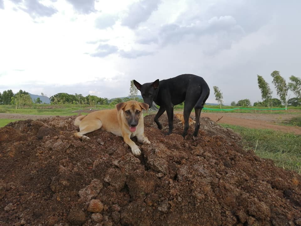 dpowatoken's tweet photo. Just lovely dogs. sitting on a big pile of dirt having a nice day. #dogsoftwitter #dogsofX #doggo #dogslover . Please leave a #comment back with a pic of your lovely #pooch #dogpics #lovedogs #dogday 😍🥰😍🐶🐕🌭 Miss Mango is on the left she loves fruit and Pinky is on the right she's a little naughty and so fast! she loves to chase #cows 🤣 One day that field will be a full on #dogsanctuary