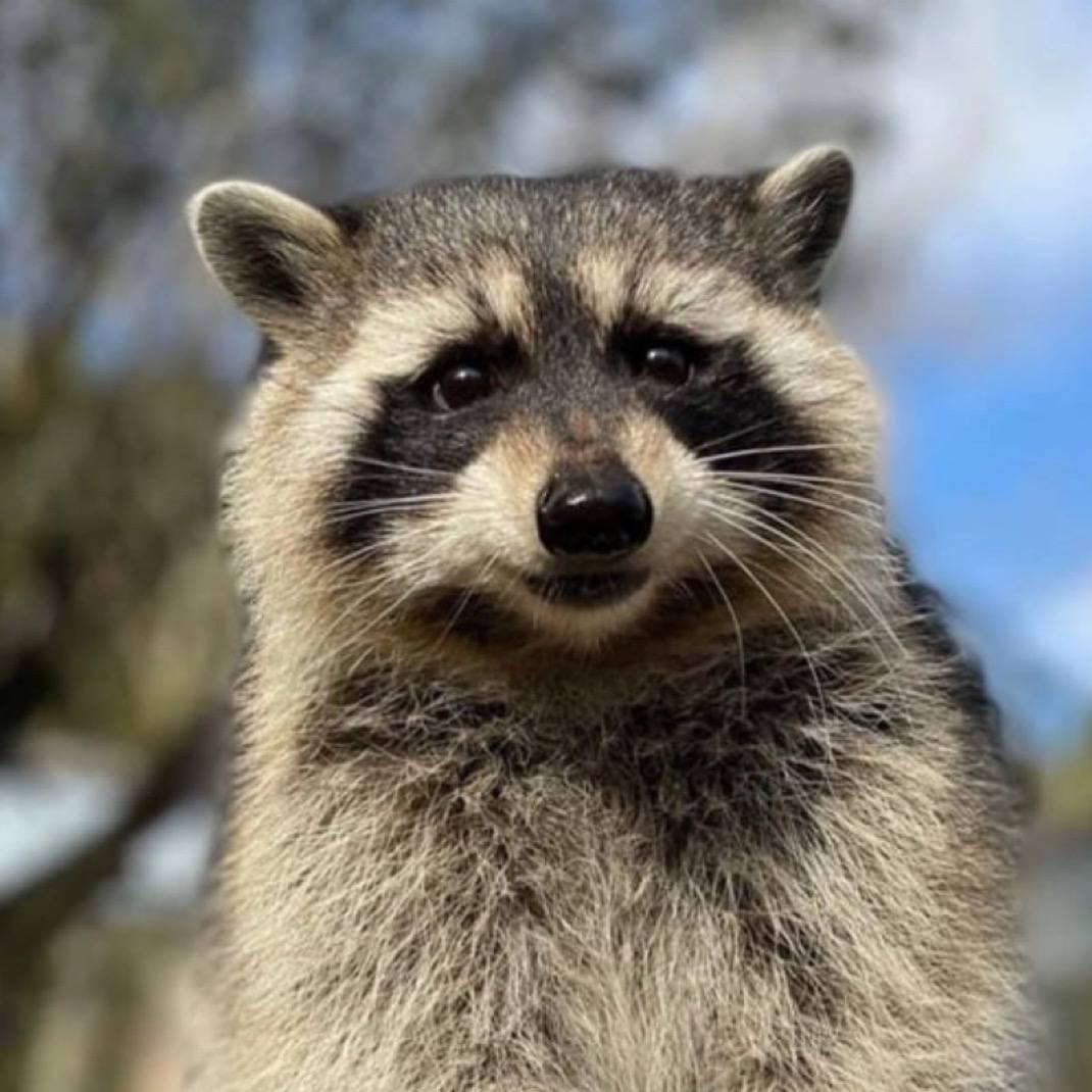 FRED_CTO_SOL's tweet photo. @krakenfx @krakenpro Including Fred?

🦝👀🦝👀 https://t.co/6TDxzJ8KDJ