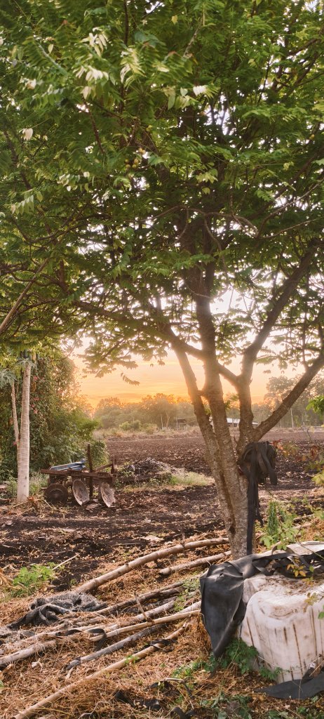 JoeKT5's tweet photo. Evening in the countryside https://t.co/VZlpNpJGoS